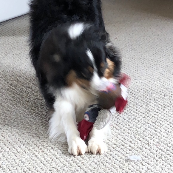 Meet your Posher, Shelley - Picture 1 of 1